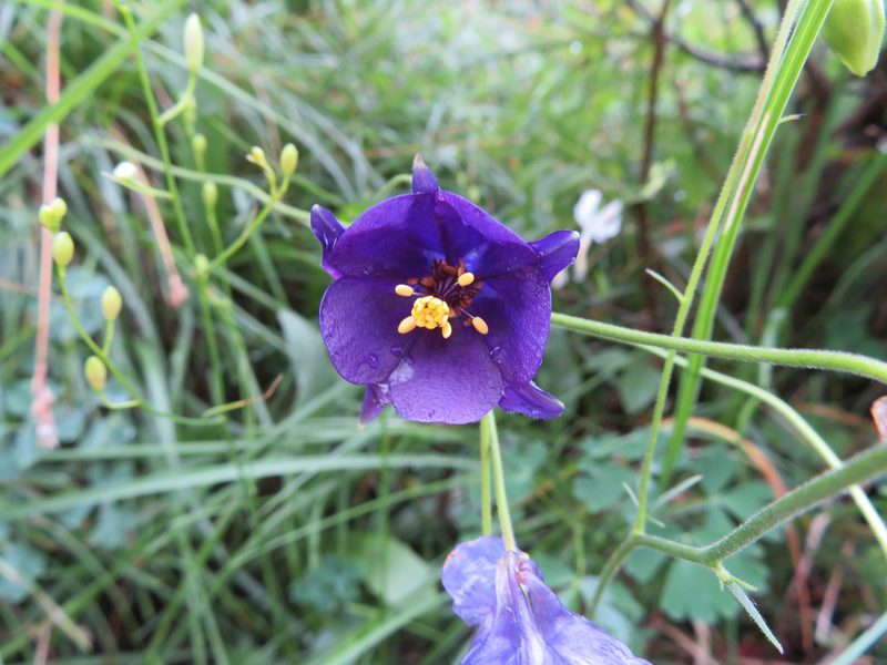 Aquilegia confusa, photographed by Marco Mussita