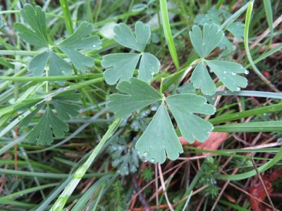 Aquilegia confusa, photographed by Marco Mussita