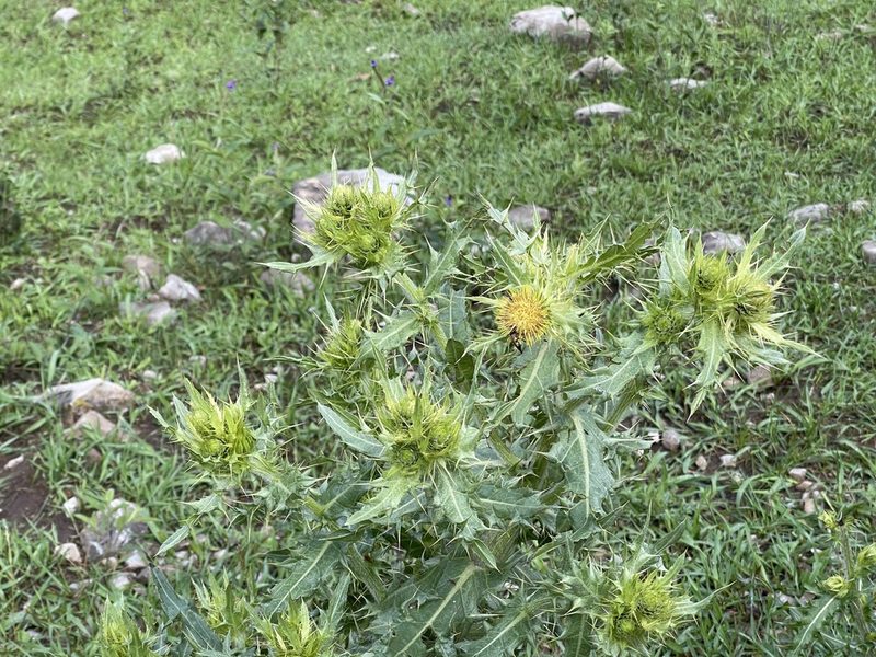 Cirsium parryi, photographed by CK2AZ
