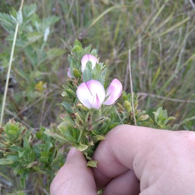 Ononis arvensis, photographed by evgeniq_benihanov