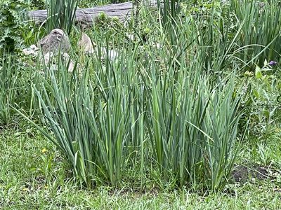 Iris missouriensis, photographed by CK2AZ