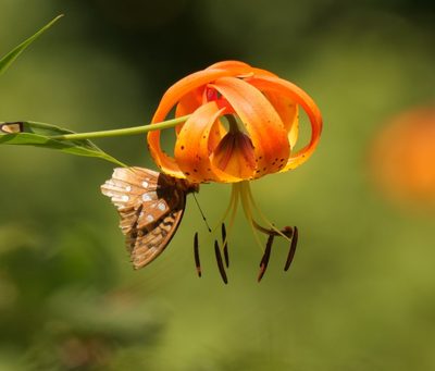 Lilium superbum, photographed by William Kimzey