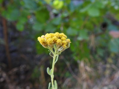 Achillea ageratum, photographed by Duarte Frade
