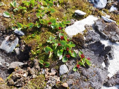 Salix herbacea, photographed by Jens-Christian Svenning