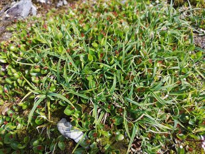 Carex bigelowii