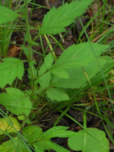 Geum virginianum, photographed by Michael J. Papay
