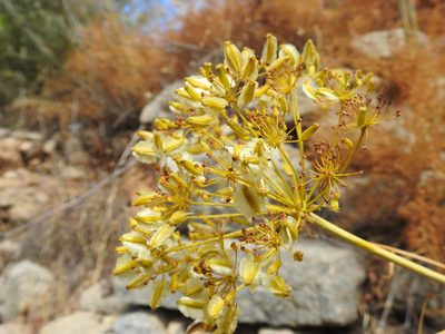 Thapsia tenuifolia, photographed by Duarte Frade