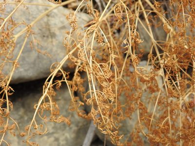 Thapsia tenuifolia, photographed by Duarte Frade