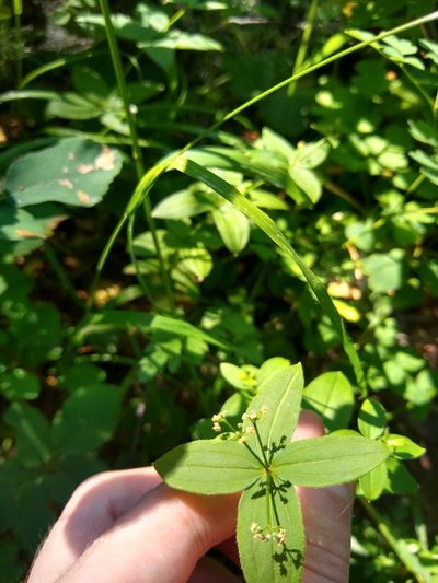 Trichogalium oreganum, photographed by Sean Haight