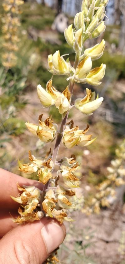 Lupinus elmeri, photographed by Asher Budnik