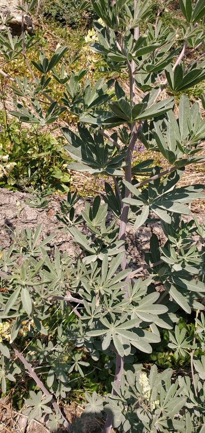 Lupinus elmeri, photographed by Asher Budnik