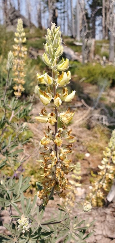 Lupinus elmeri, photographed by Asher Budnik