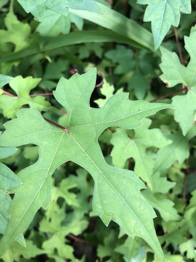 Vitis palmata, photographed by Will McFarland