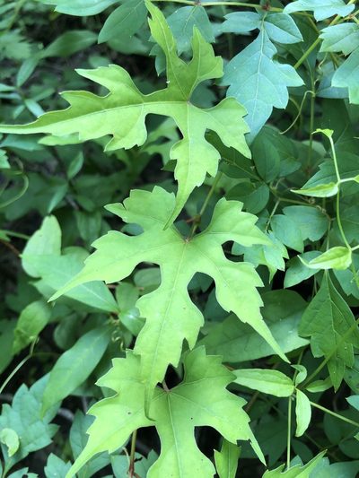 Vitis palmata, photographed by Will McFarland