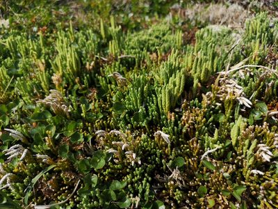 Diphasiastrum alpinum, photographed by Jens-Christian Svenning