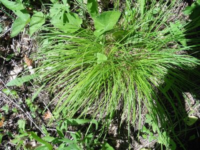 Carex montana, photographed by Силаева Татьяна Борисовна