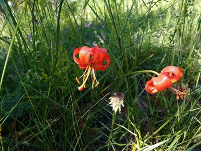 Lilium pumilum, photographed by Egor Dyukarev