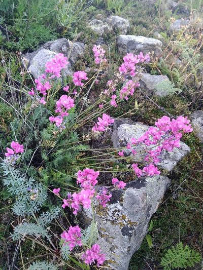 Oxytropis coerulea, photographed by Egor Dyukarev