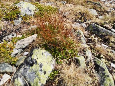 Oreojuncus trifidus, photographed by Jens-Christian Svenning