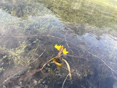 Utricularia macrorhiza, photographed by James Telford