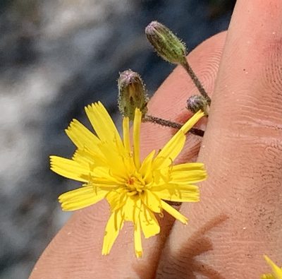 Hieracium megacephalon, photographed by natalie