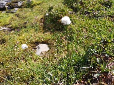 Eriophorum scheuchzeri, photographed by Jens-Christian Svenning