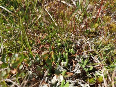 Diphasiastrum alpinum, photographed by Jens-Christian Svenning