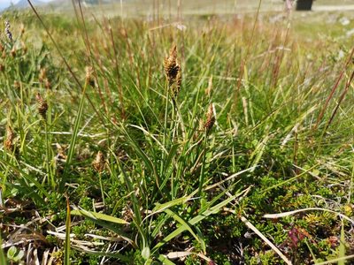 Carex bigelowii, photographed by Jens-Christian Svenning