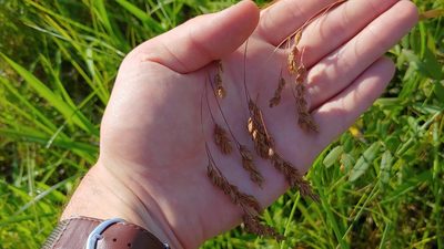 Festuca paradoxa, photographed by Ryan Sorrells