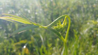 Oxypolis rigidior, photographed by Ryan Sorrells