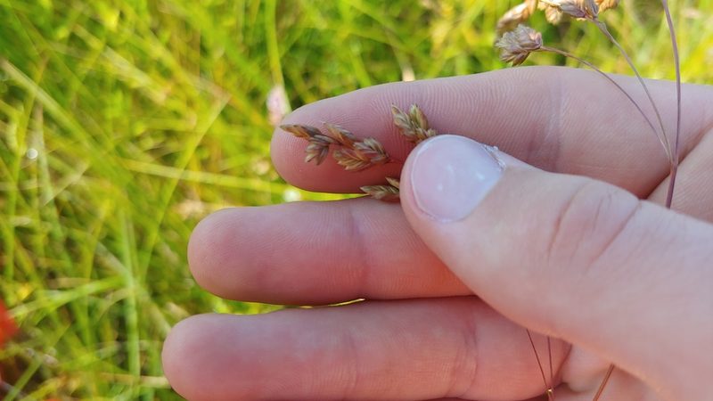Festuca paradoxa, photographed by Ryan Sorrells