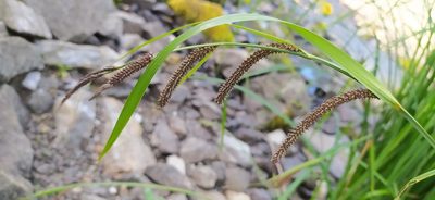 Carex acuta, photographed by Алексей Ябс