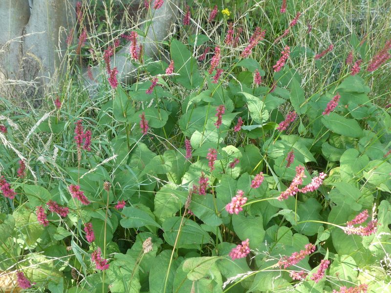 Persicaria amplexicaulis, photographed by Anthony O'Leary