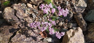 Achillea asiatica, photographed by Алексей Ябс