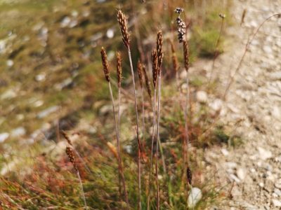 Koeleria spicata, photographed by Jens-Christian Svenning