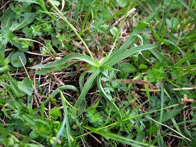 Plantago atrata, photographed by Wolfgang Jauch