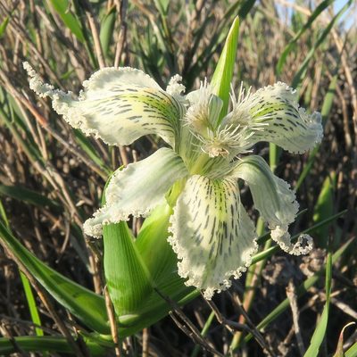 Ferraria ferrariola, photographed by Kevin Murray