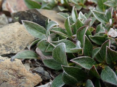 Salix cascadensis, photographed by Nolan Exe