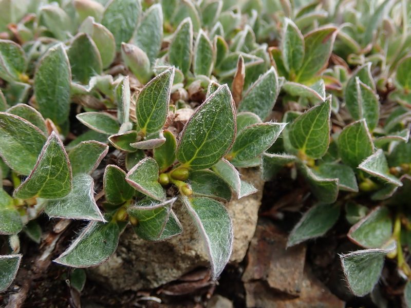 Salix cascadensis, photographed by Nolan Exe