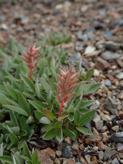 Salix cascadensis, photographed by Nolan Exe