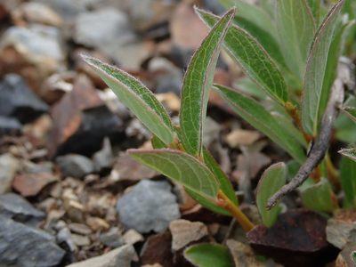 Salix cascadensis, photographed by Nolan Exe