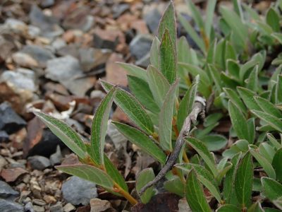 Salix cascadensis, photographed by Nolan Exe