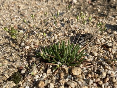 Phemeranthus parviflorus, photographed by Reid Hardin