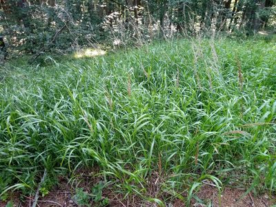Calamagrostis villosa, photographed by Vladimír Fuka