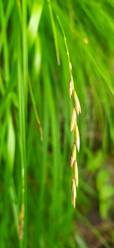 Elymus fibrosus, photographed by Алексей Ябс