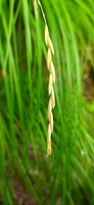 Elymus fibrosus, photographed by Алексей Ябс