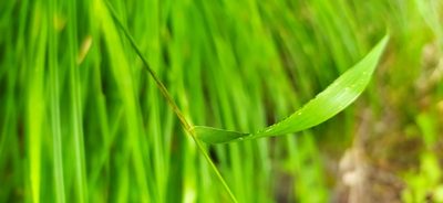 Elymus fibrosus, photographed by Алексей Ябс