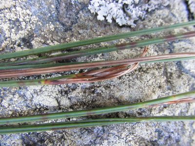 Schoenus quadrangularis, photographed by douglaseustonbrown