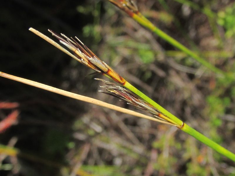 Schoenus neovillosus, photographed by douglaseustonbrown