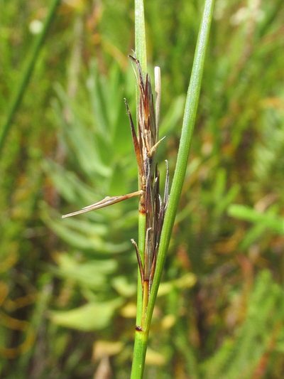 Schoenus neovillosus, photographed by douglaseustonbrown